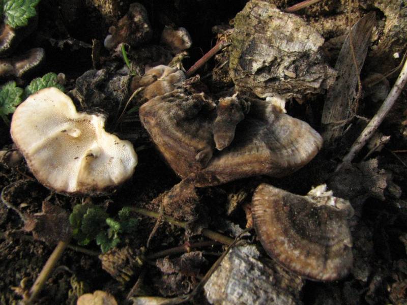 Oxyporus populinus