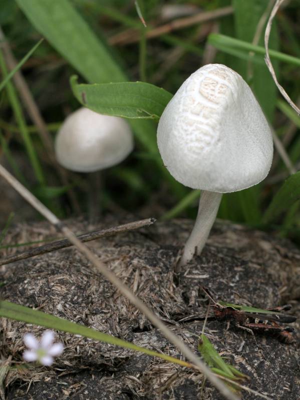 Panaeolus leucophanes