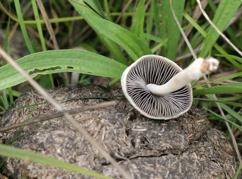 Panaeolus leucophanes