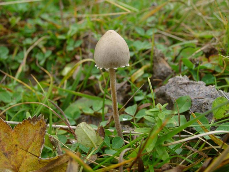 Panaeolus papilionaceus