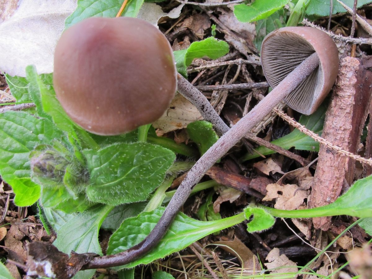 Panaeolus rickenii