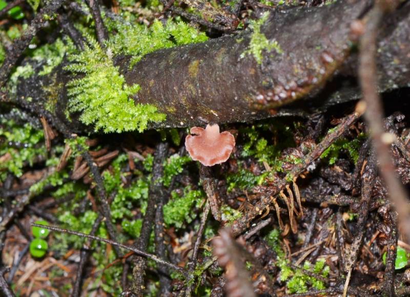 Panellus violaceofulvus