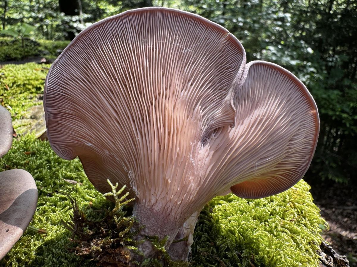 Panus conchatus