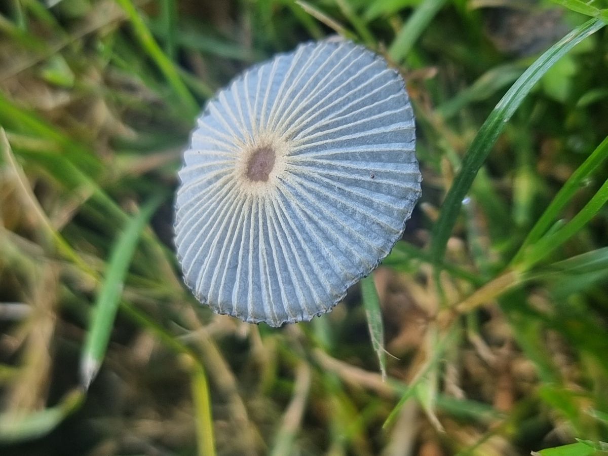 Parasola lilatincta