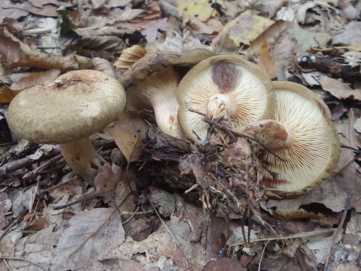 Paxillus involutus