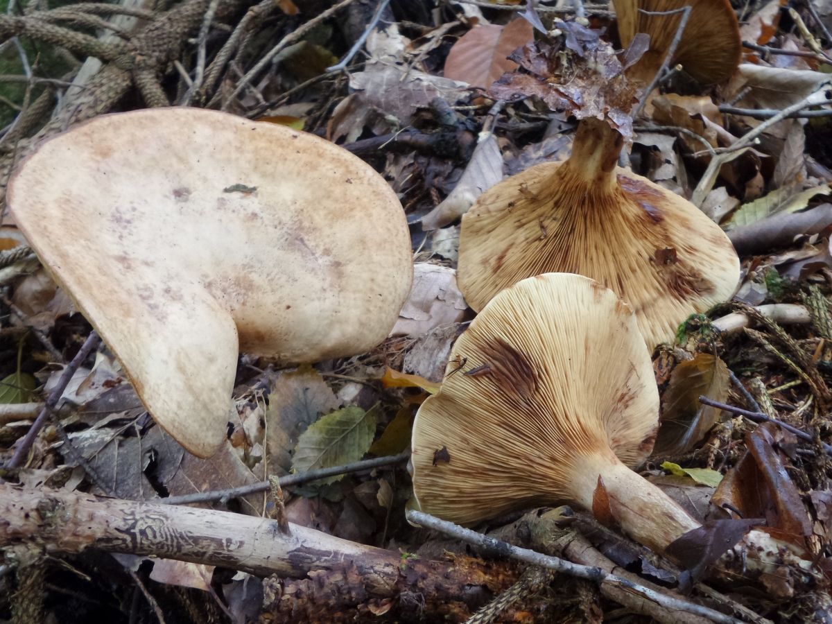 Paxillus involutus