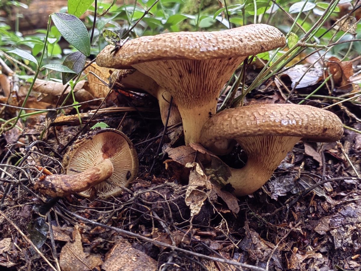 Paxillus involutus