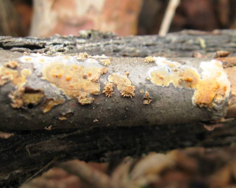 Peniophora polygonia