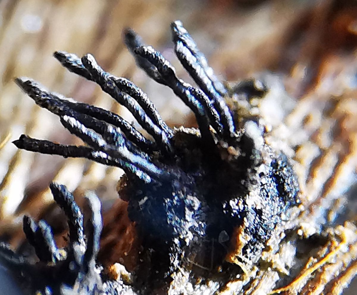 Peroneutypa scoparia