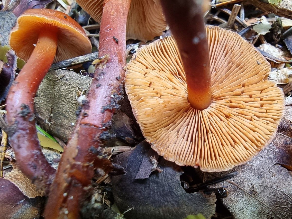 Phaeocollybia christinae Phaeocollybia christinae