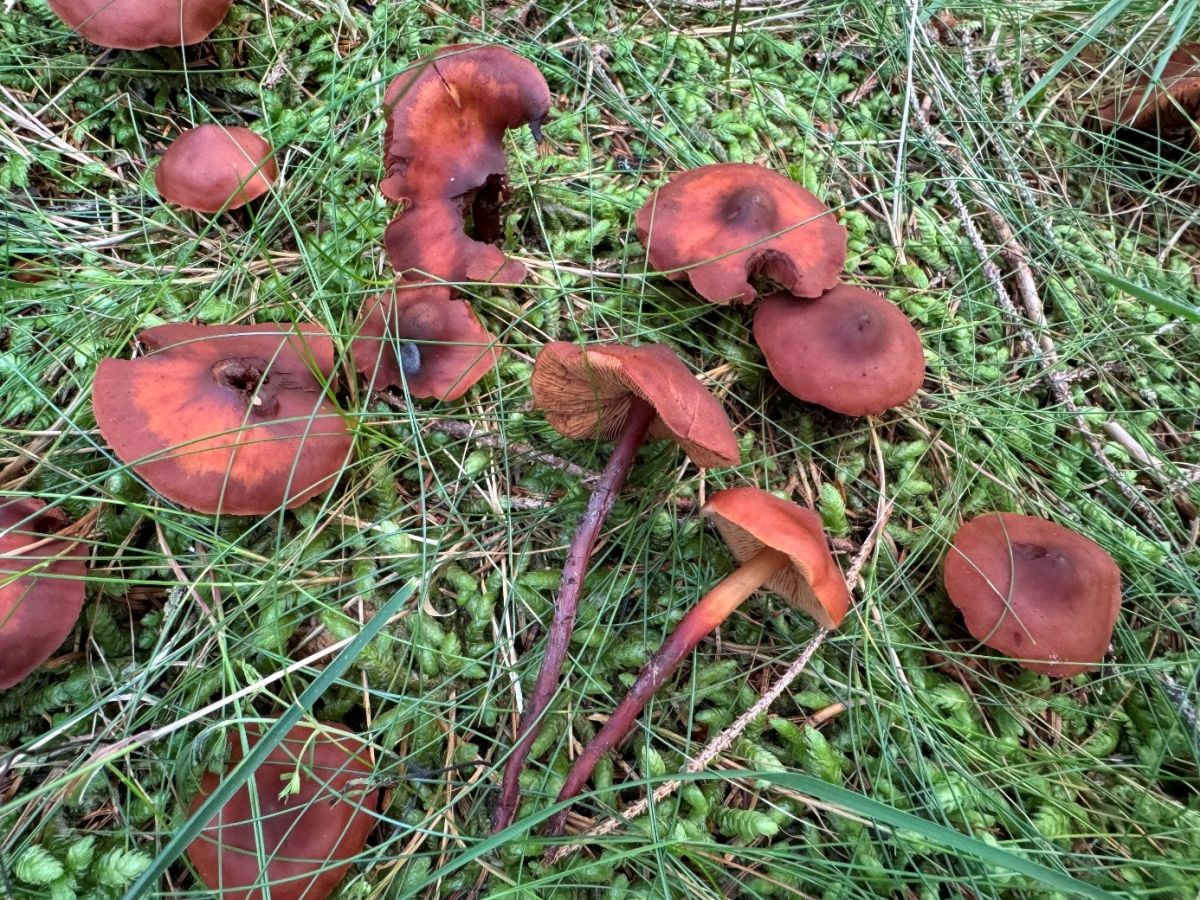 Phaeocollybia jennyae