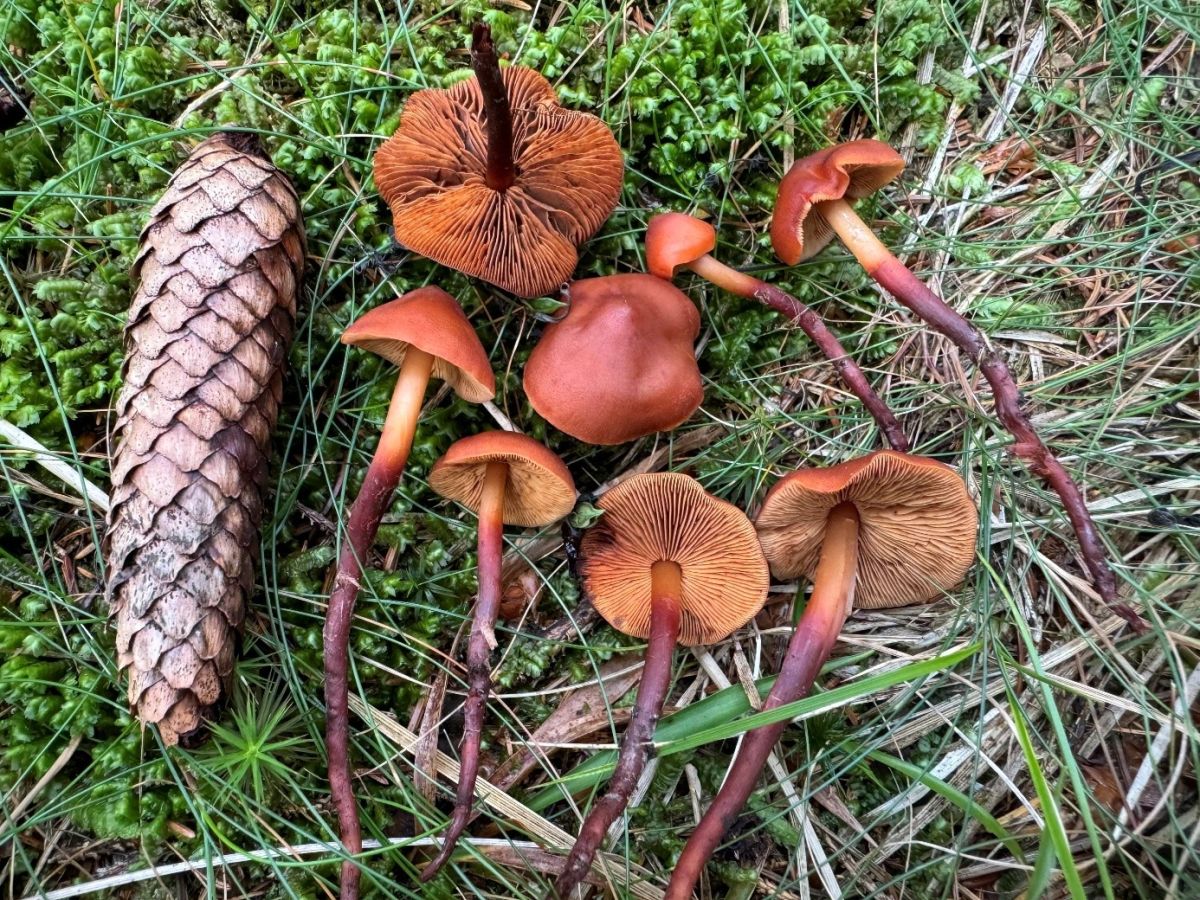 Phaeocollybia jennyae