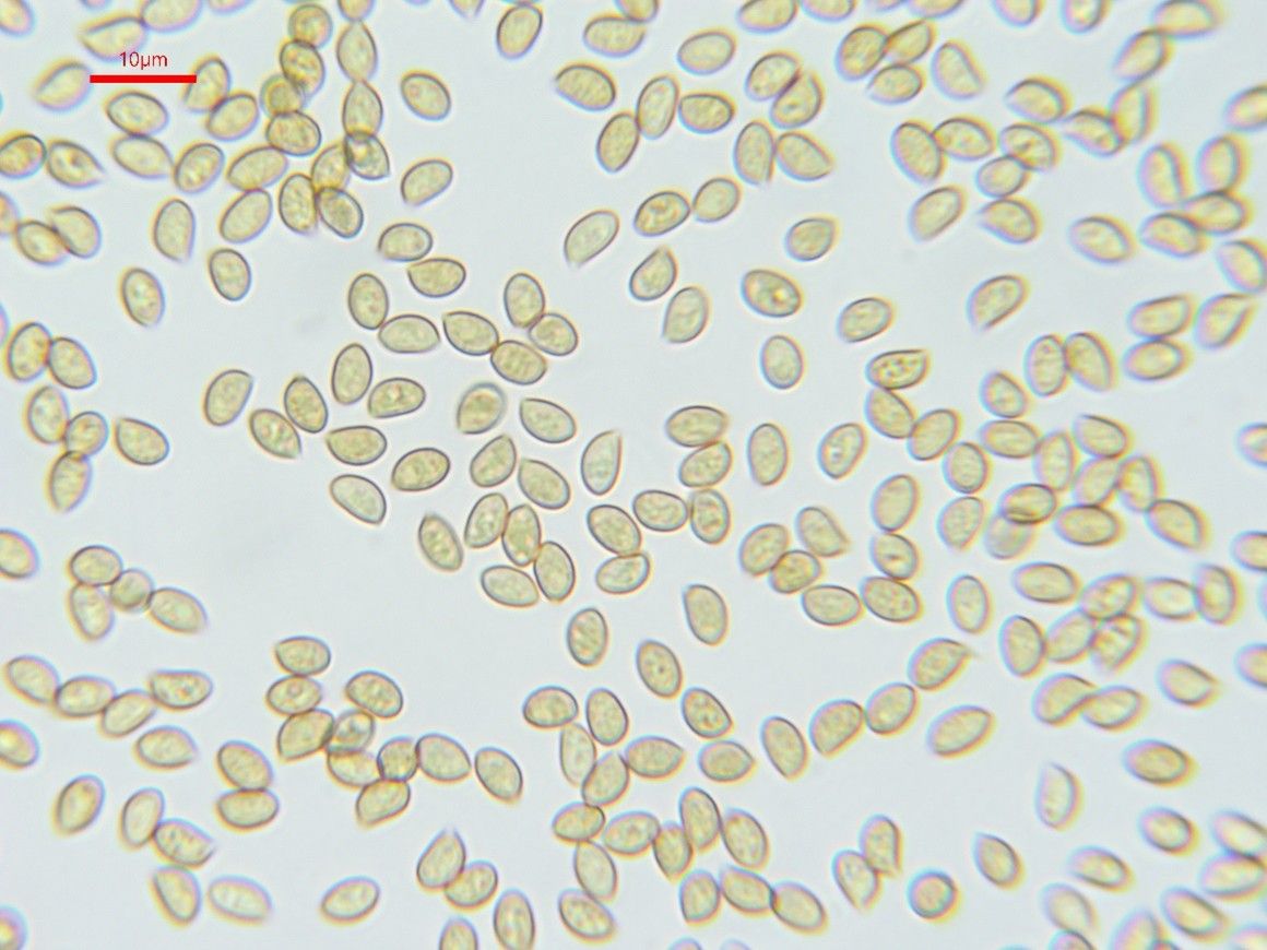 Phaeocollybia jennyae