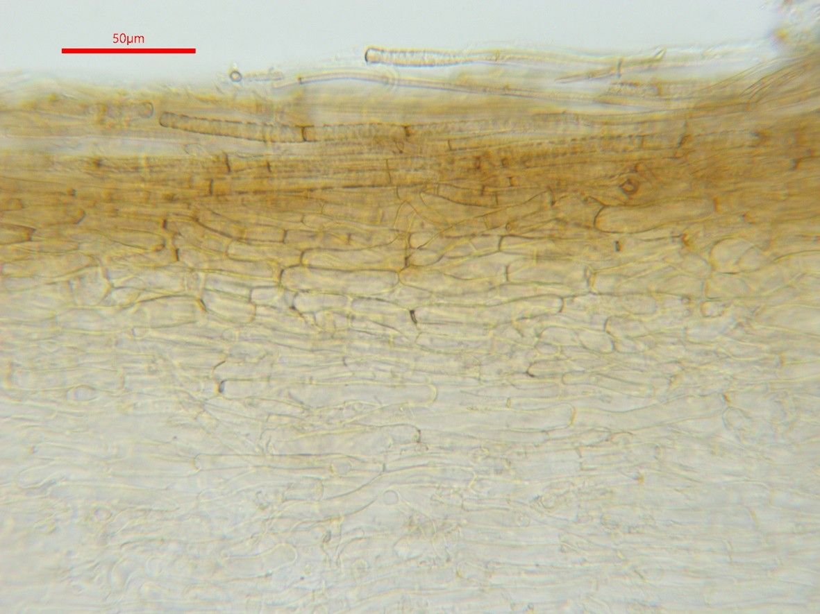 Phaeocollybia jennyae