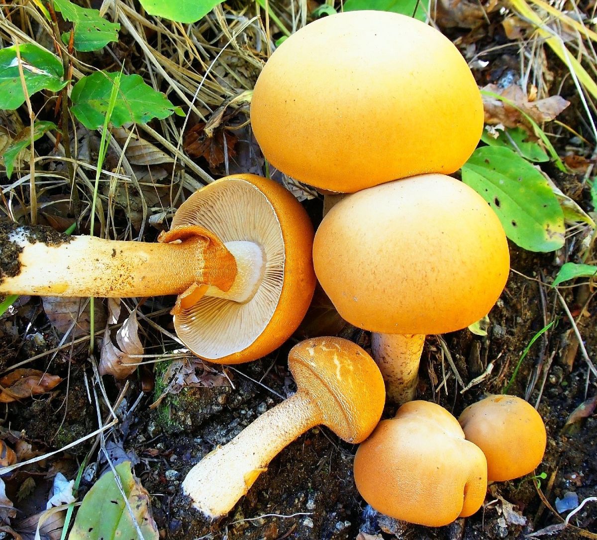 Phaeolepiota aurea