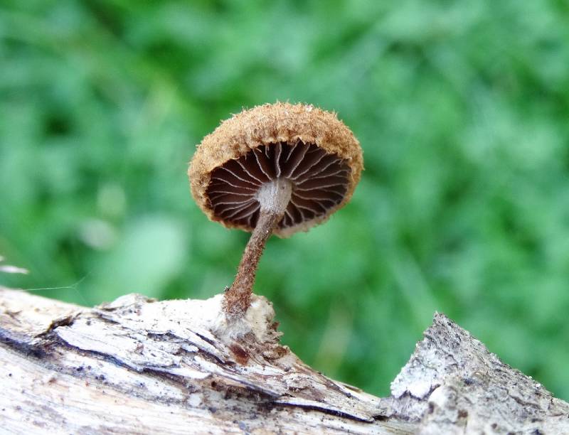 Phaeomarasmius erinaceus