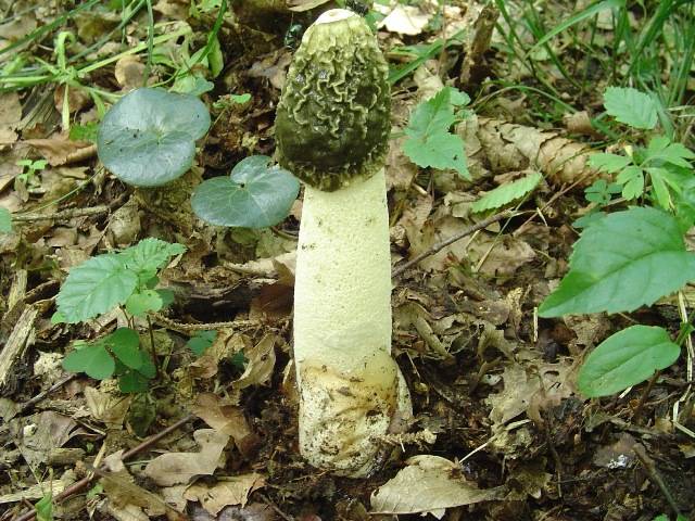 Phallus impudicus