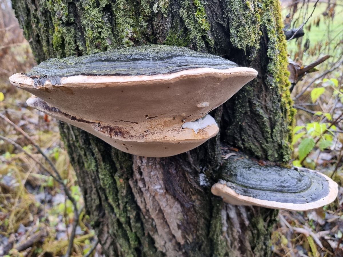 Phellinus igniarius