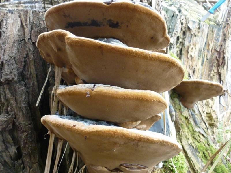 Phellinus igniarius