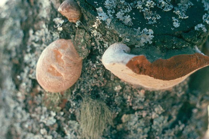 Phellinus pomaceus