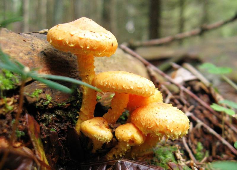 Pholiota flammans