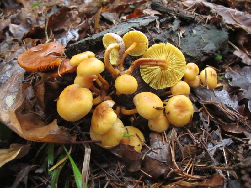 Pholiota flavida