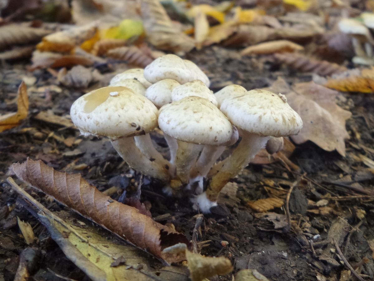 Pholiota gummosa