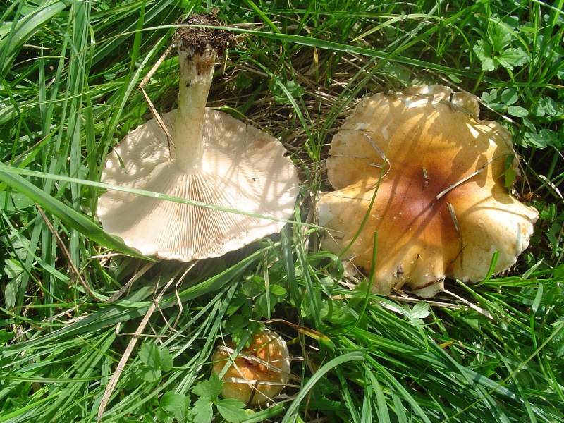 Pholiota lubrica