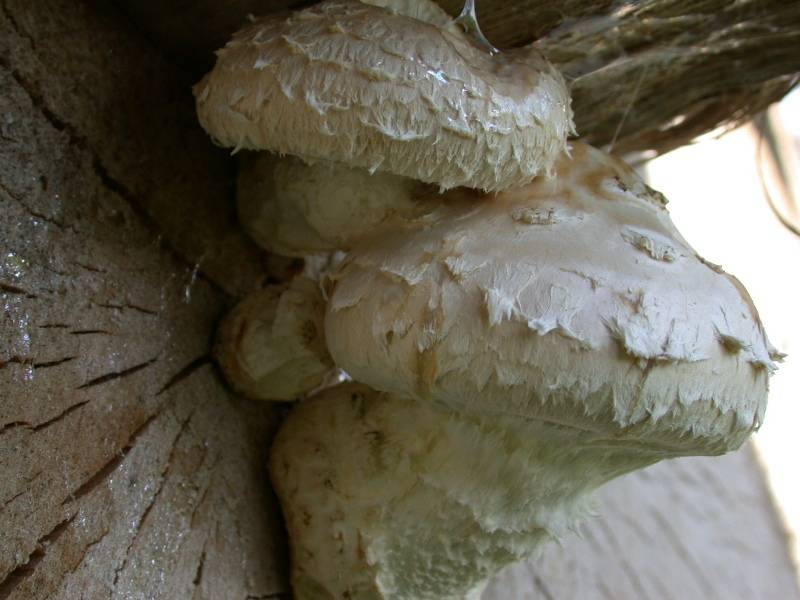 Pholiota populnea