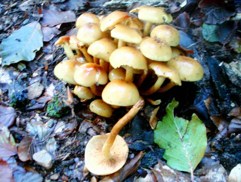 Pholiota spumosa