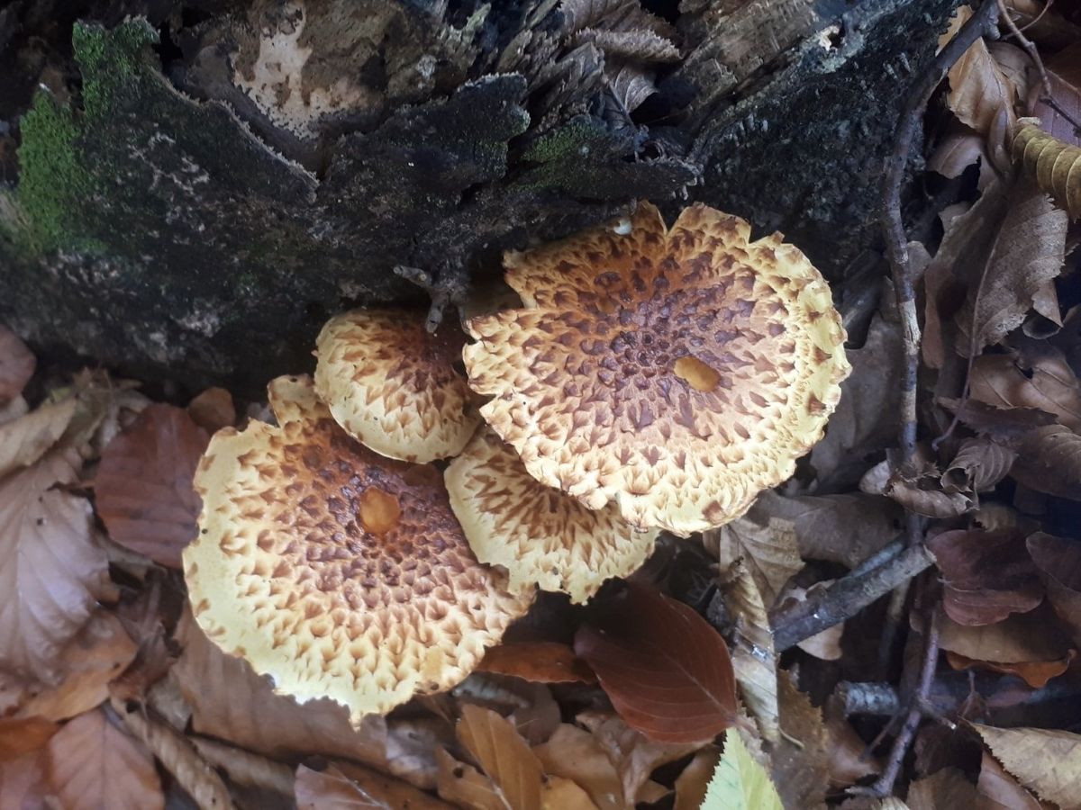 Pholiota squarrosa