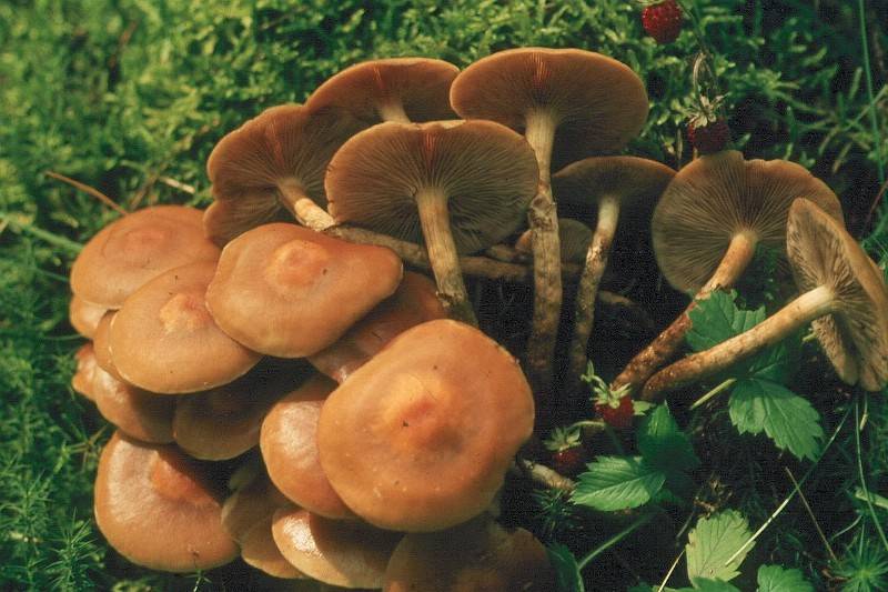 Pholiota vernalis