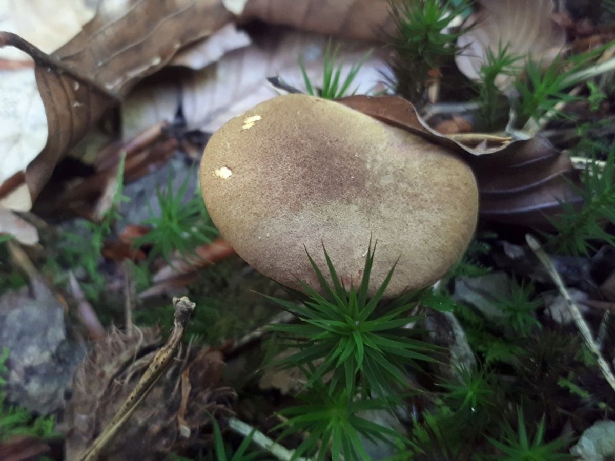 Phylloporus pelletieri