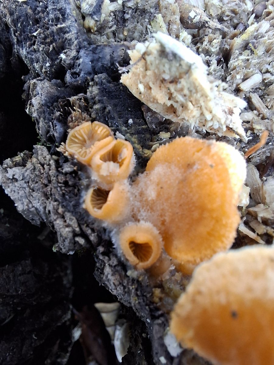 Phyllotopsis nidulans