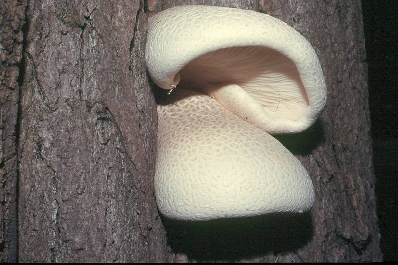 Pleurotus dryinus