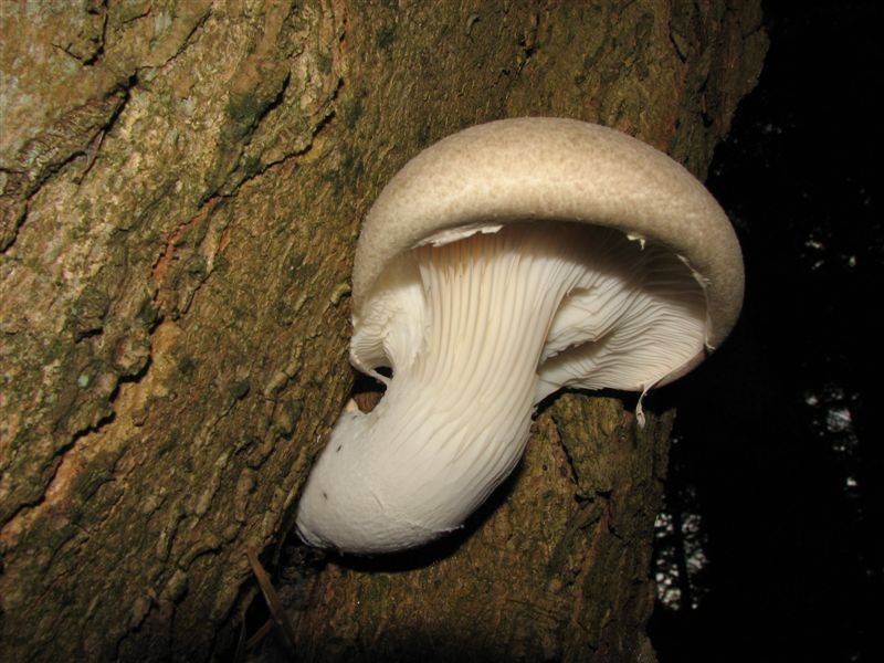 Pleurotus dryinus