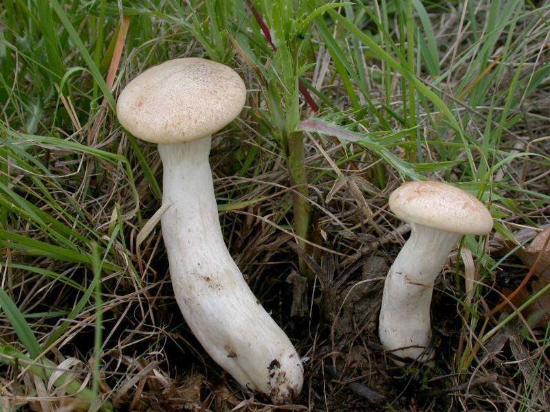 Pleurotus eryngii