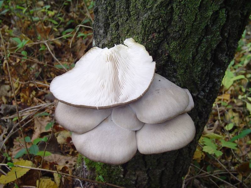 Pleurotus ostreatus