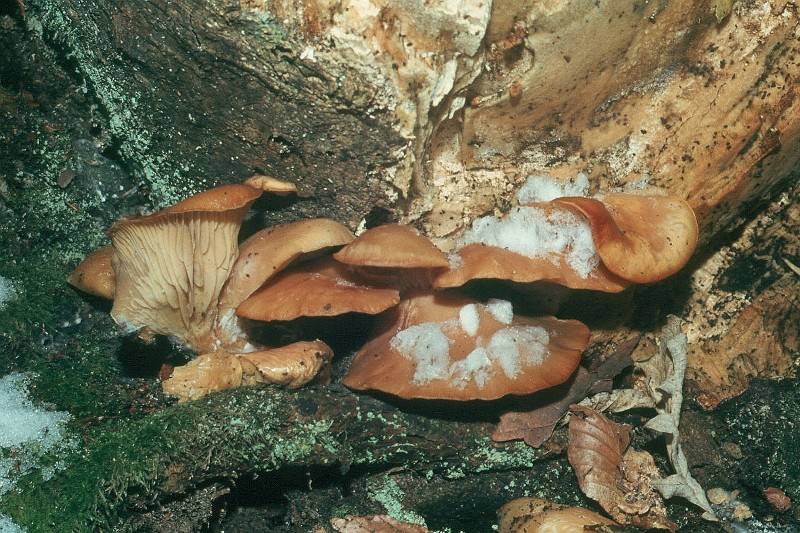 Pleurotus ostreatus