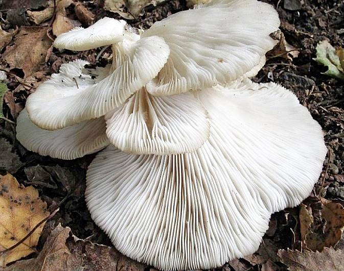 Pleurotus populinus