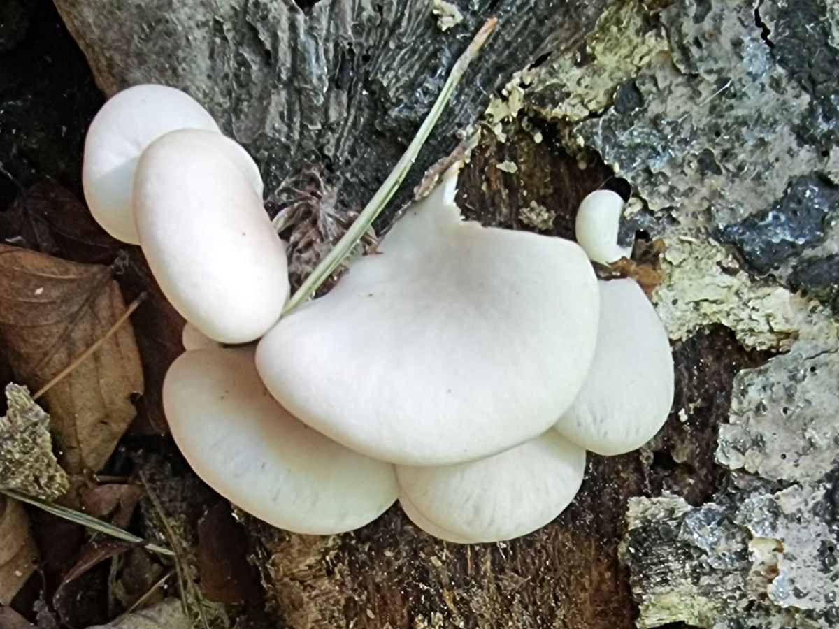 Pleurotus pulmonarius