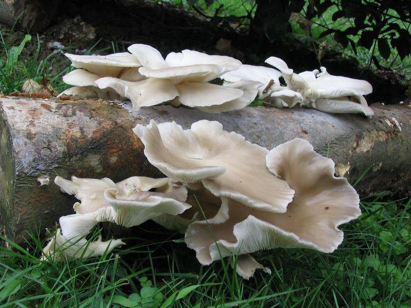 Pleurotus pulmonarius