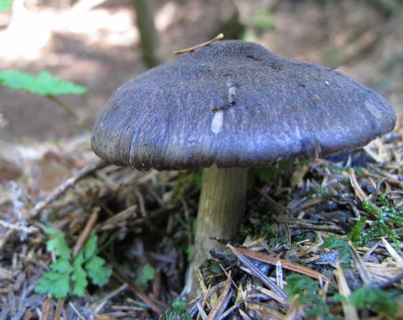 Pluteus atromarginatus