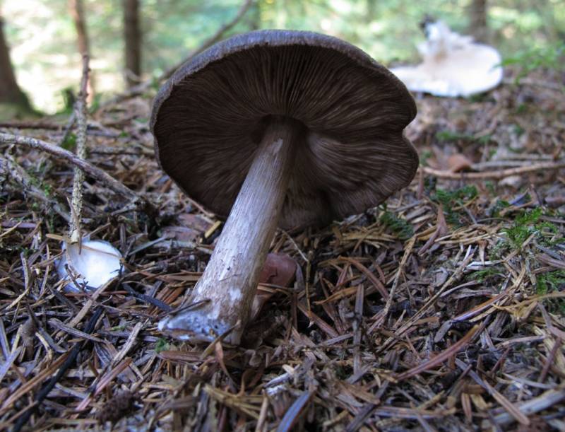 Pluteus atromarginatus