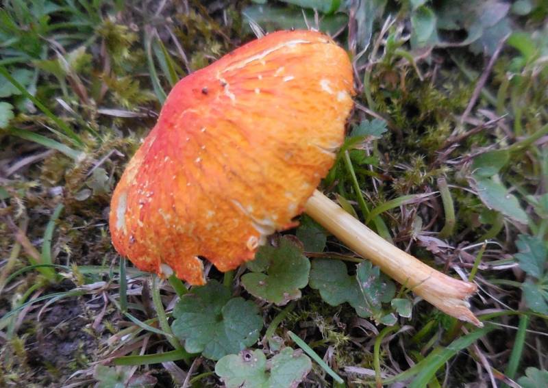 Pluteus aurantiorugosus