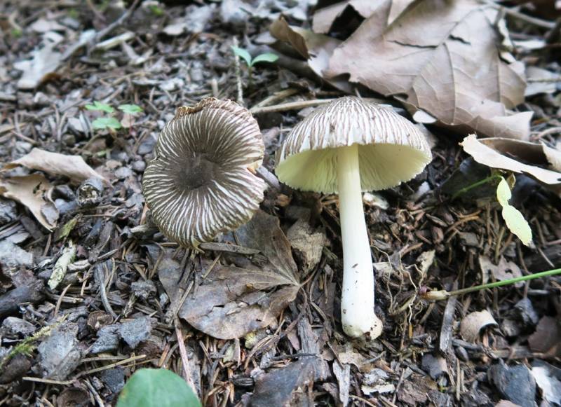 Pluteus brunneoradiatus