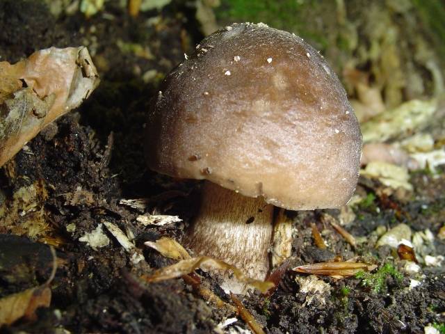 Pluteus cervinus