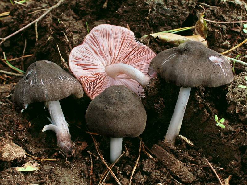 Pluteus ephebeus