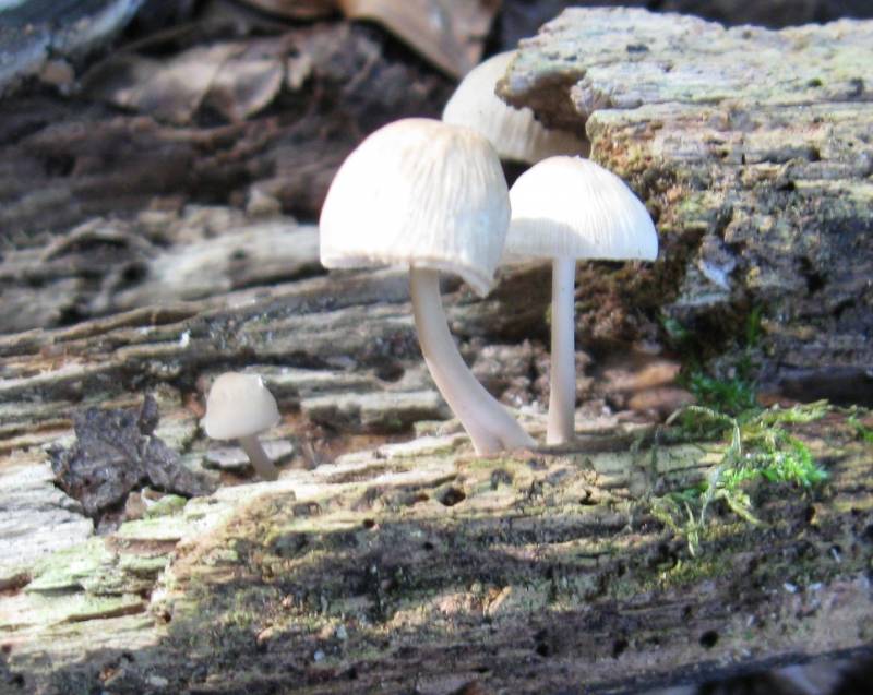 Pluteus exiguus