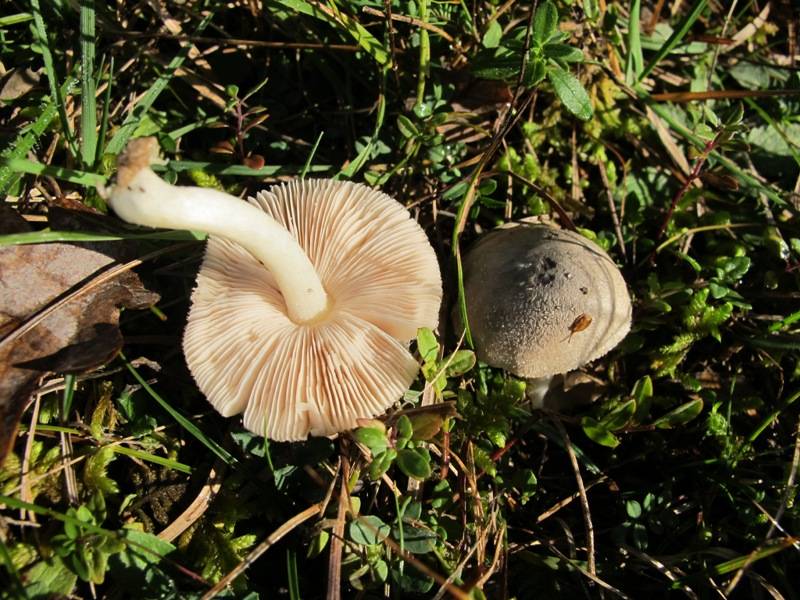 Pluteus inquilinus